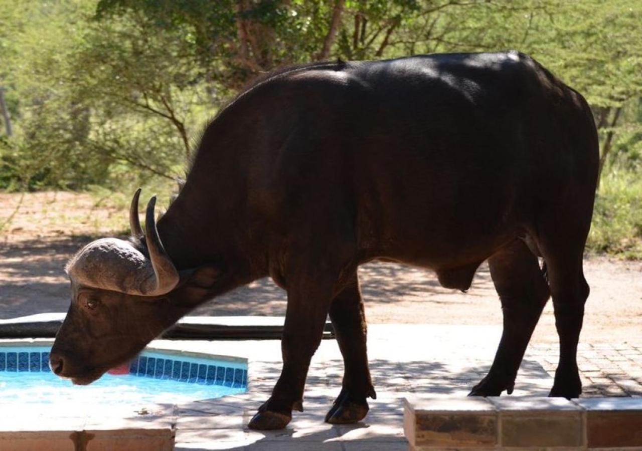 Twiga Lodge Mabalingwe Bela-Bela Esterno foto